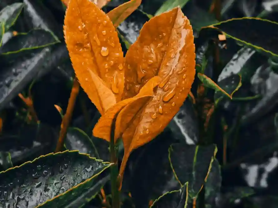 2k植物壁纸-叶 - 雨-水珠「哲风壁纸」