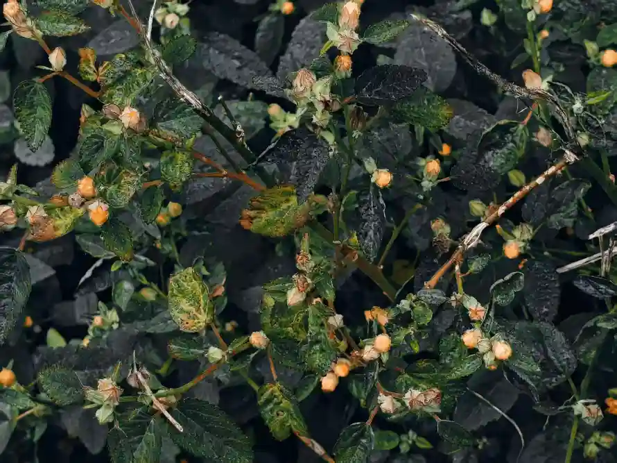 2k果实壁纸-雨 - 植物-潮湿「哲风壁纸」