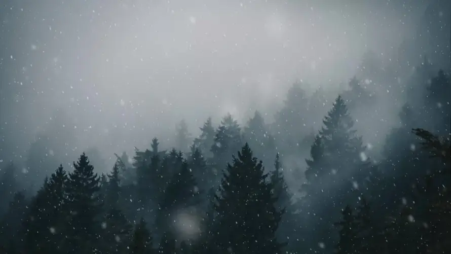 3k下雪壁纸-冬季 - 森林-雪景「哲风壁纸」