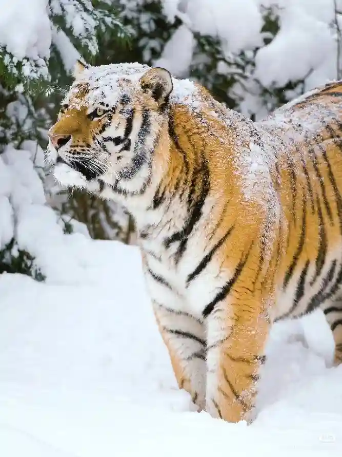 4k冬季壁纸 - 虎 - 大猫 - 雪地「哲风壁纸」 4k冬季壁纸 - 虎 - 大猫 - 雪地「哲风壁纸」