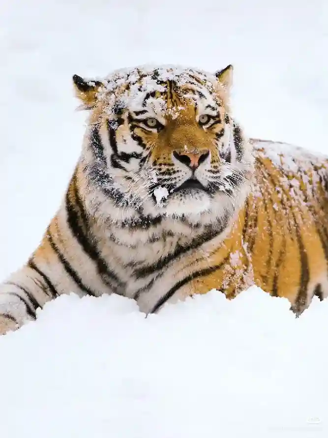 4k大猫壁纸 - 虎 - 雪 - 猛兽「哲风壁纸」 4k大猫壁纸 - 虎 - 雪 - 猛兽「哲风壁纸」