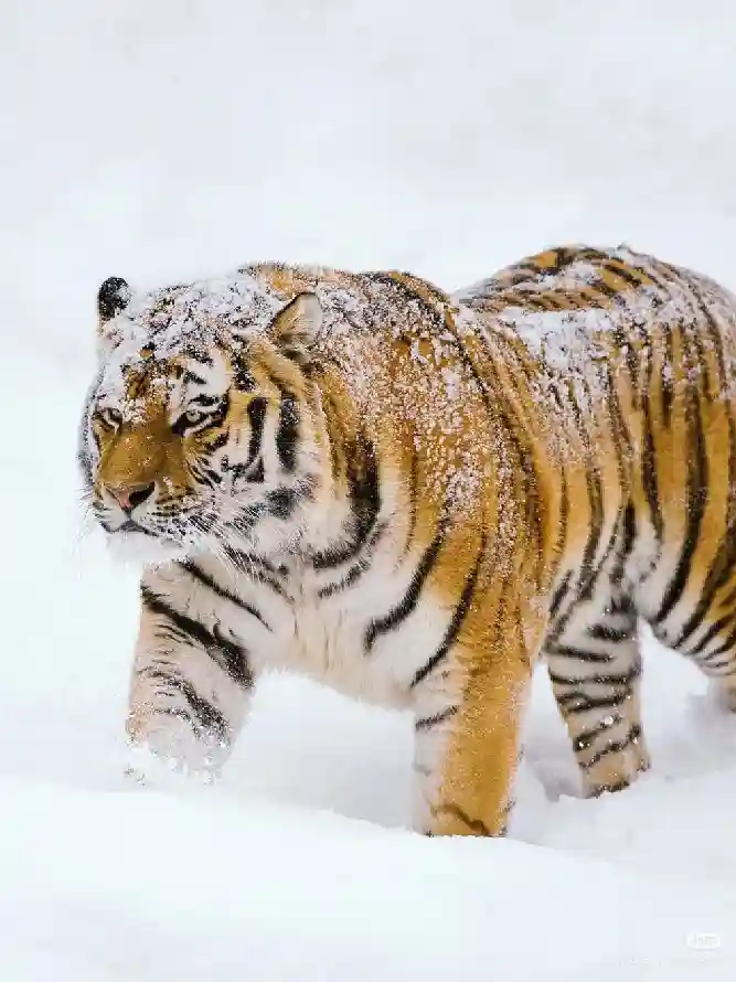 4k冬季壁纸 - 虎 - 大猫 - 猛兽「哲风壁纸」 4k冬季壁纸 - 虎 - 大猫 - 猛兽「哲风壁纸」