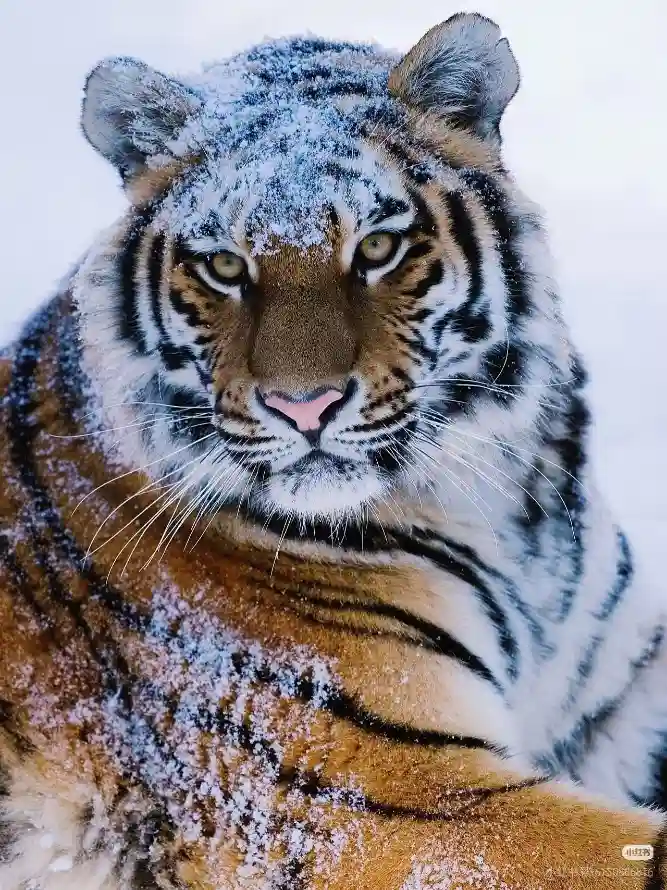 4k大猫壁纸 - 虎 - 雪 - 猛兽「哲风壁纸」 4k大猫壁纸 - 虎 - 雪 - 猛兽「哲风壁纸」