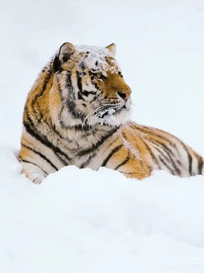 4k大猫壁纸 - 虎 - 猛兽 - 雪地「哲风壁纸」 4k大猫壁纸 - 虎 - 猛兽 - 雪地「哲风壁纸」