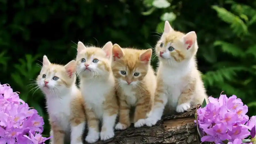 2k外景壁纸-猫 - 小猫-树桩「哲风壁纸」