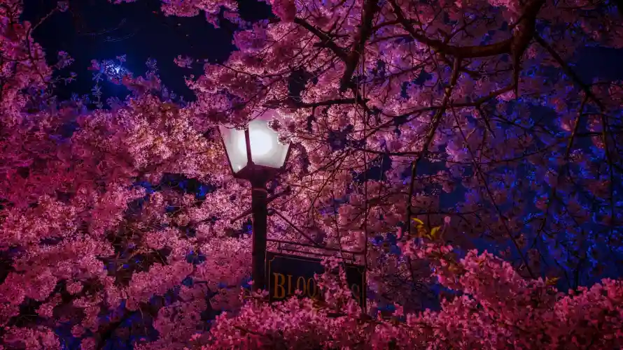 2k夜晚壁纸-夜景 - 樱花-花朵「哲风壁纸」