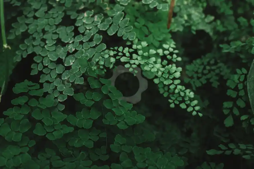 5k树叶壁纸-植物 - 绿叶-绿植「哲风壁纸」