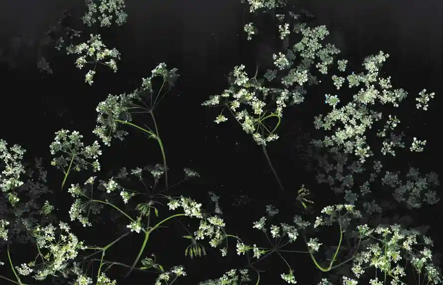 2k植物壁纸-白花 - 花丛-花卉「哲风壁纸」
