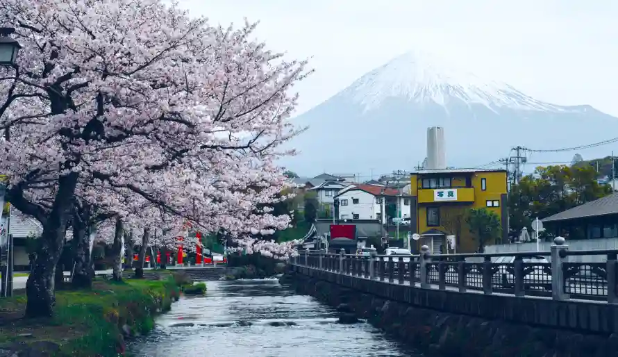6k春景壁纸-樱花 - 河流-街道「哲风壁纸」