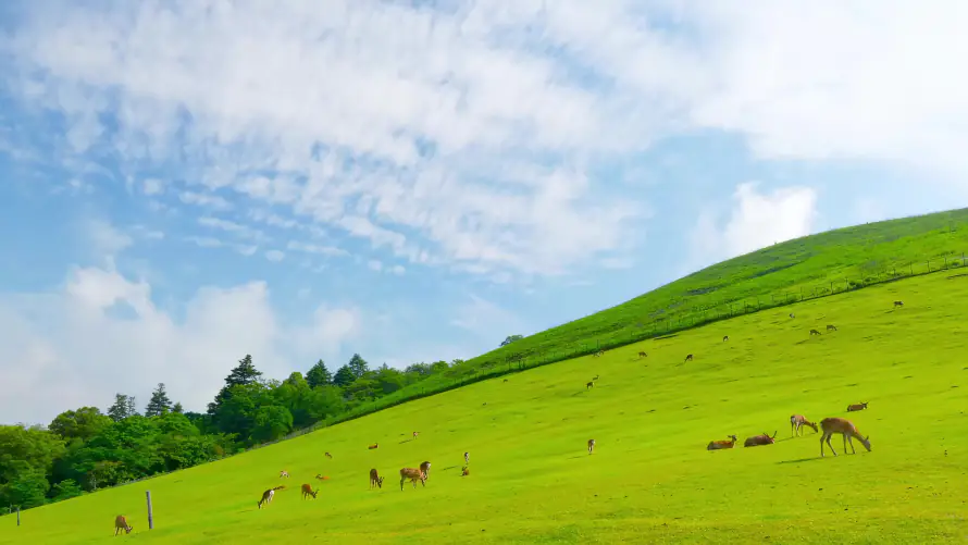 4k绿植壁纸-蓝天 - 山坡小鹿-山坡草地「哲风壁纸」
