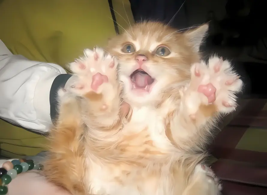2k可爱壁纸-橘猫 - 爪子-萌宠「哲风壁纸」
