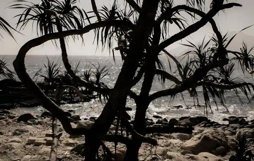 2k岩石壁纸-树干 - 沙滩-海浪「哲风壁纸」
