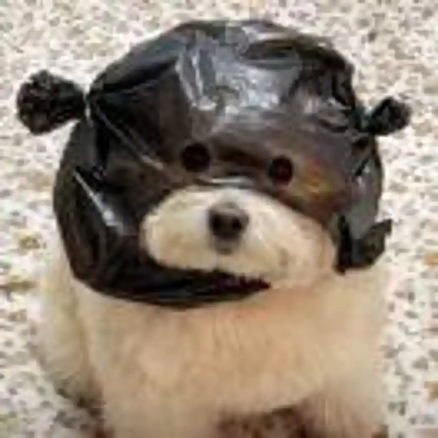 。的头像