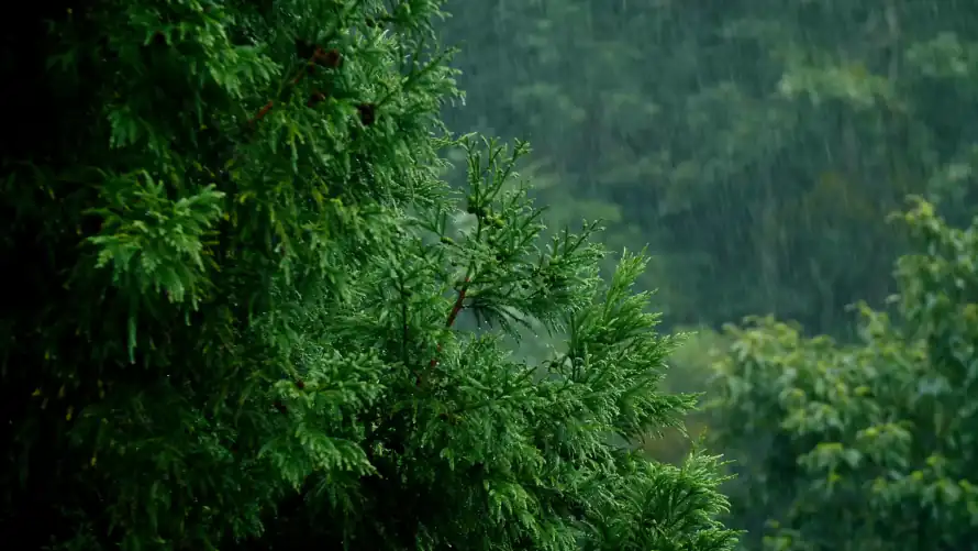 4k下雨壁纸-树林 - 森林-雨滴「哲风壁纸」