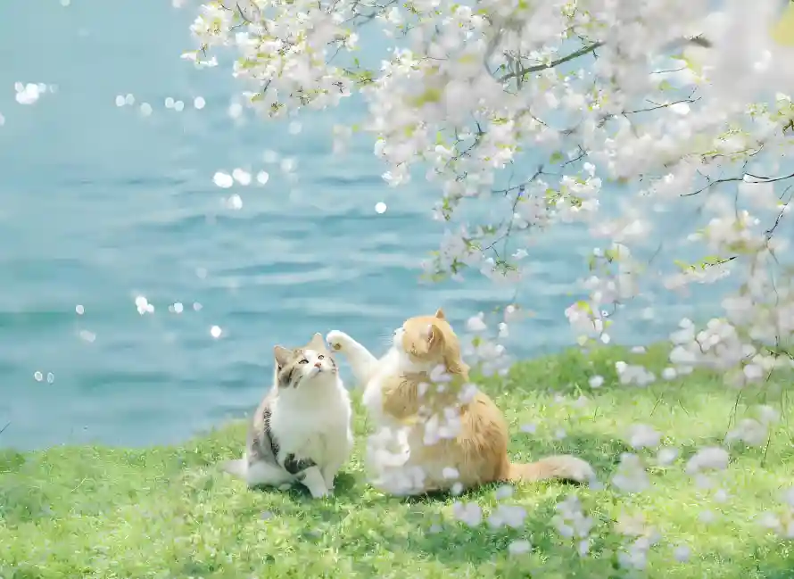 2k小猫壁纸-春日 - 梨花-湖水「哲风壁纸」