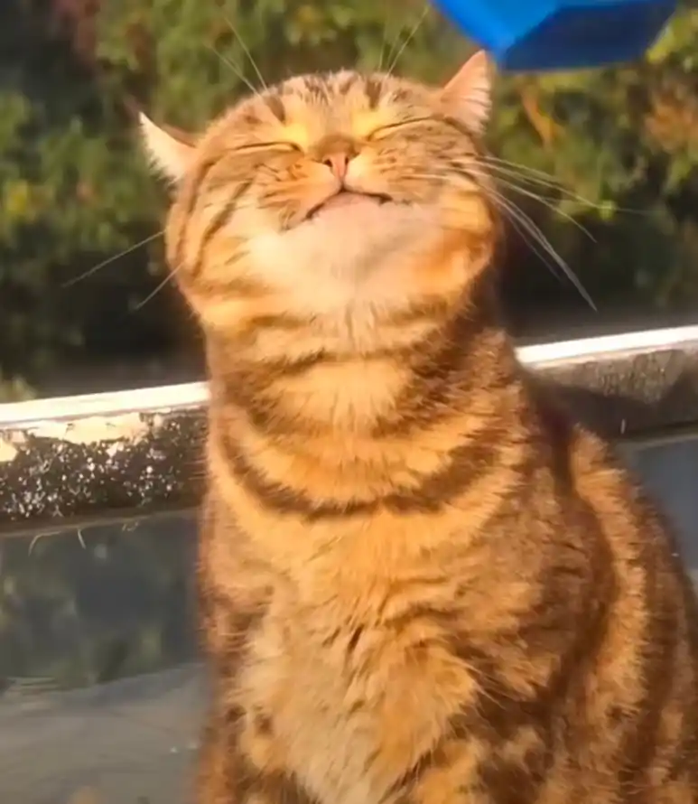 4k可爱壁纸 - 猫 - 微笑 - 户外「哲风壁纸」