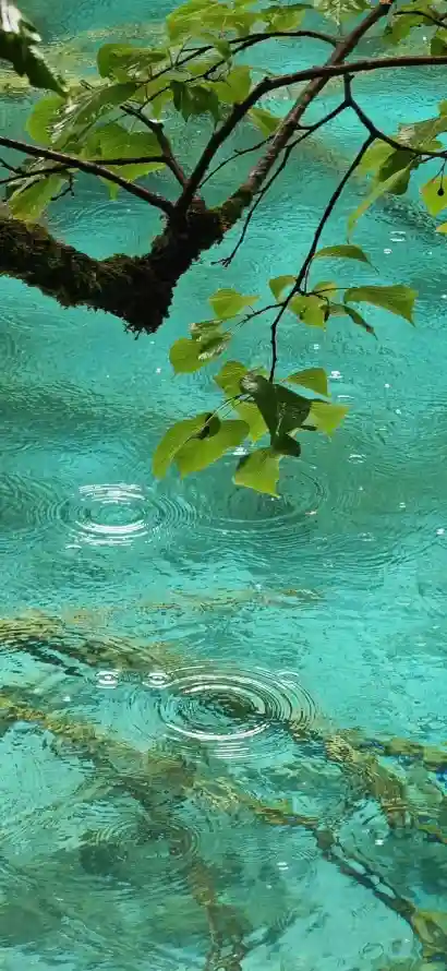 4k树叶壁纸 - 树枝 - 水波 - 碧水「哲风壁纸」