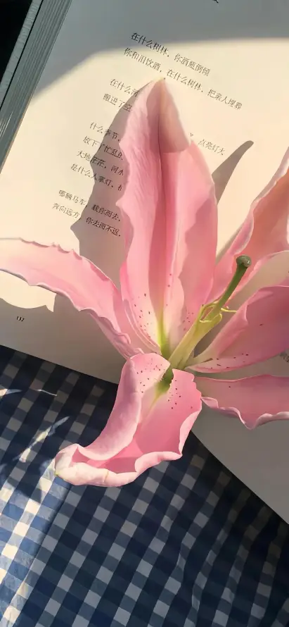4k百合壁纸 - 书 - 花 - 粉色「哲风壁纸」