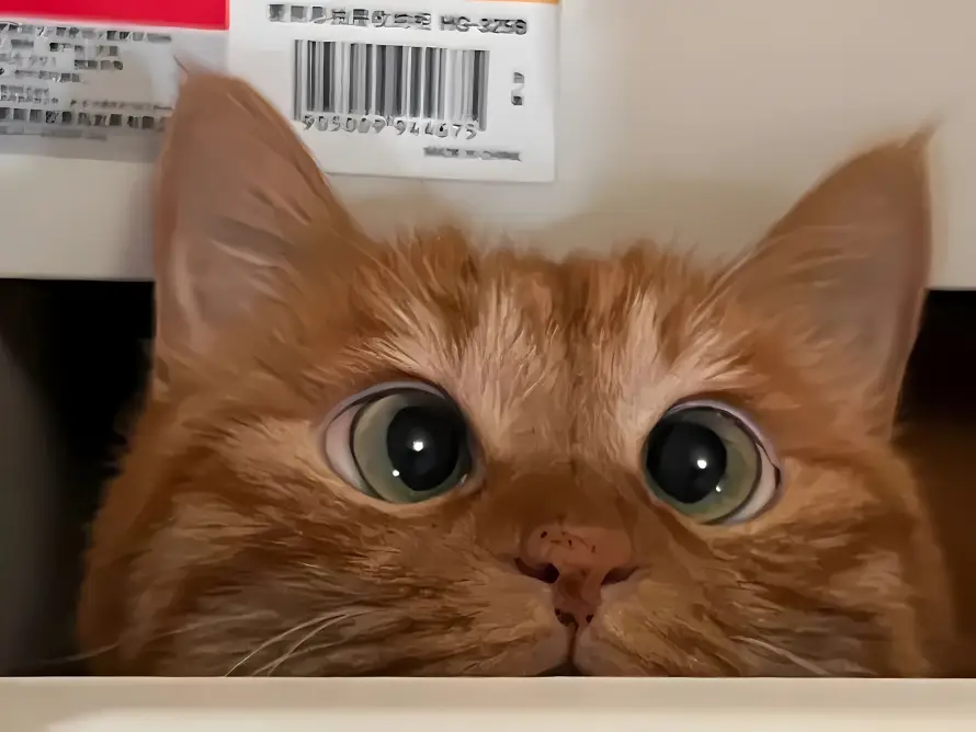 2k可爱壁纸-呆萌 - 宠物-橘猫「哲风壁纸」