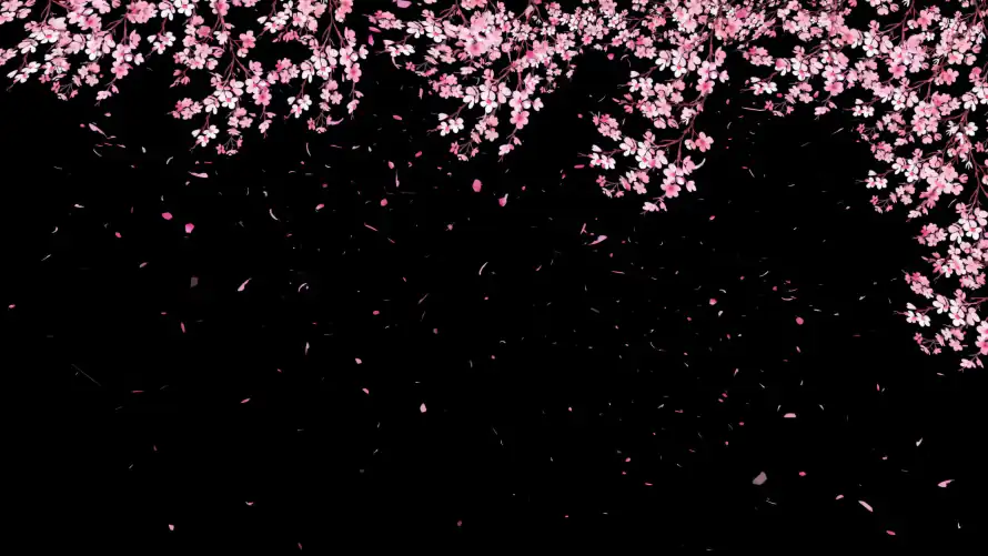 4k樱花壁纸-花瓣 - 樱花飘落-粉色樱花「哲风壁纸」
