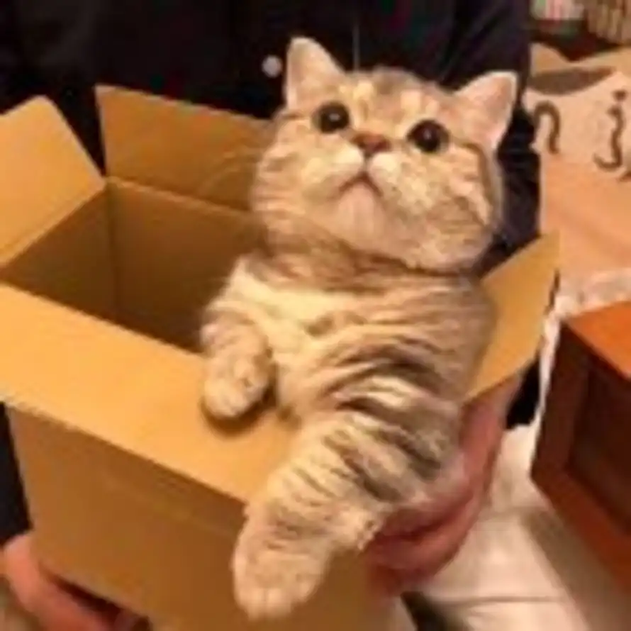 P. p的头像