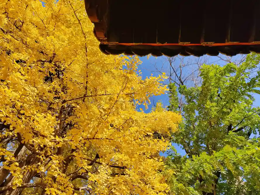 4k屋檐壁纸-建筑 - 绿树-蓝天「哲风壁纸」