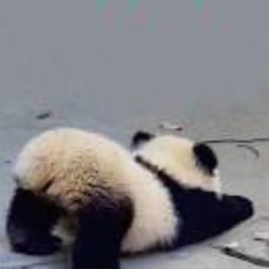 这河狸吗的头像