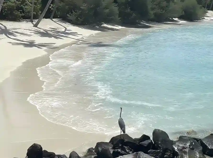 2k椰影壁纸-鹤 - 沙滩-海水「哲风壁纸」