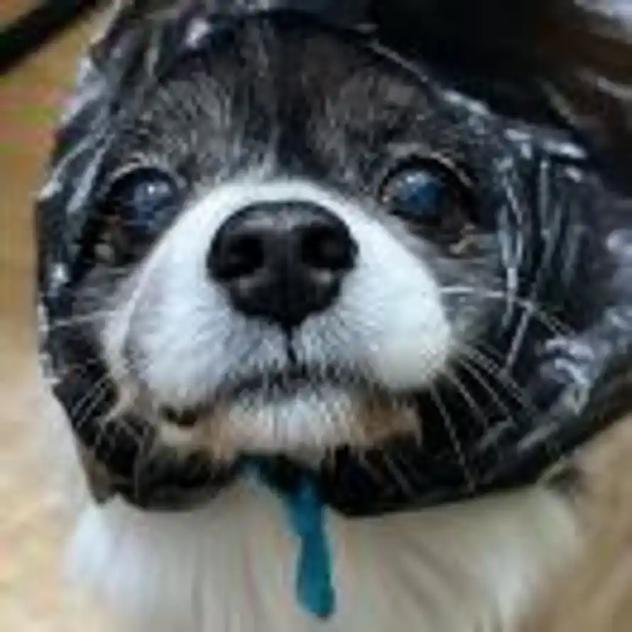 静静的头像