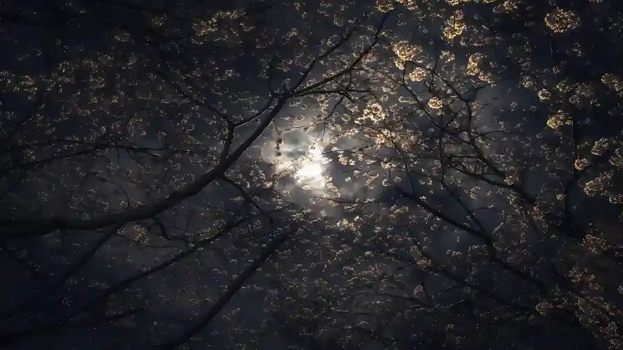 5k光影壁纸-夜景 - 安静-月光「哲风壁纸」