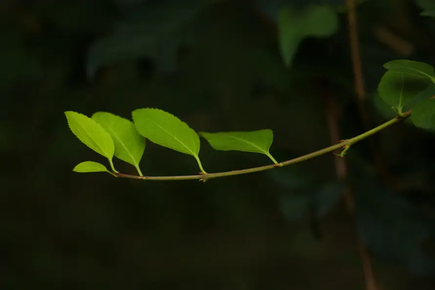 5k嫩芽壁纸-枝条 - 树枝-植物「哲风壁纸」