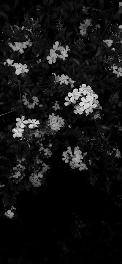 4k植物壁纸 - 花丛 - 花卉 - 花朵「哲风壁纸」