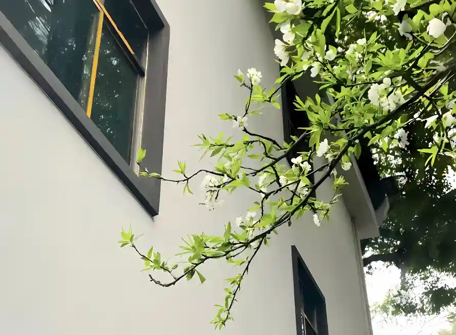 2k建筑壁纸-树枝 - 清新-白花「哲风壁纸」