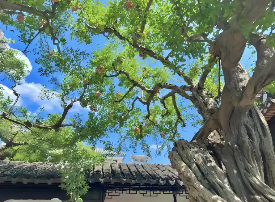 4k房顶壁纸 - 树干 - 红果 - 绿叶「哲风壁纸」