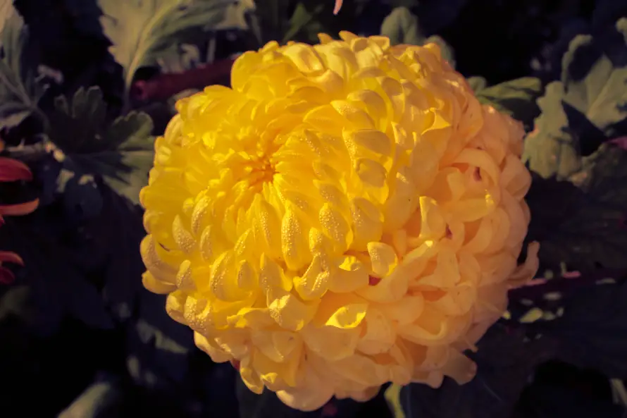5k植物壁纸-特写 - 花卉-菊花「哲风壁纸」