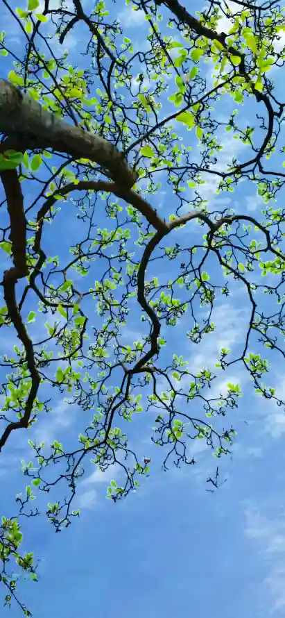 4k晴空壁纸 - 枝丫 - 树枝 - 植物「哲风壁纸」