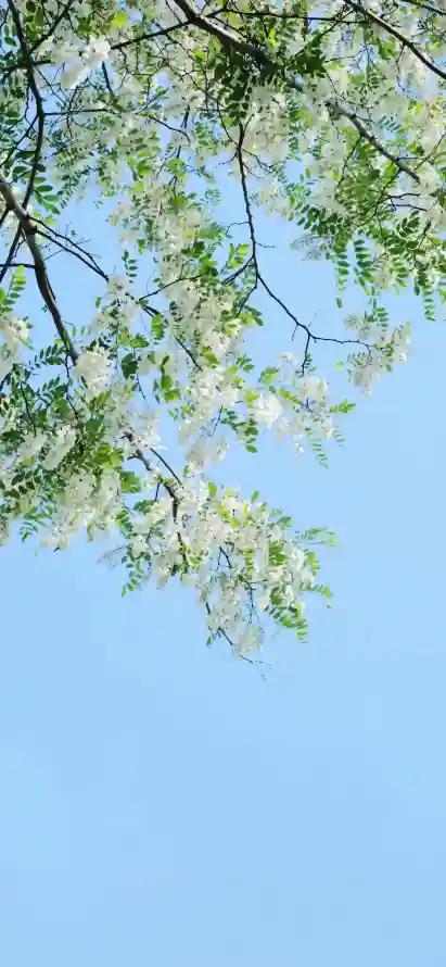 4k晴空壁纸 - 树枝 - 槐花 - 白花「哲风壁纸」