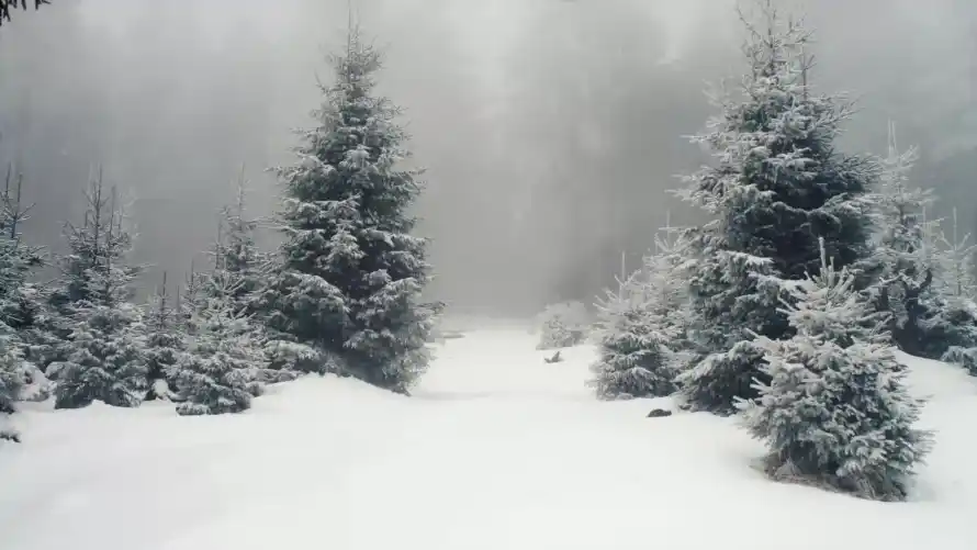 2k下雪壁纸-冬景 - 松树-积雪「哲风壁纸」