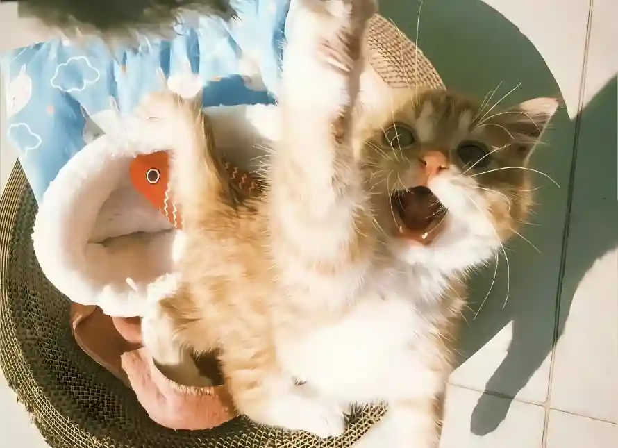2k可爱壁纸-橘猫 - 猫窝-玩耍「哲风壁纸」 2k可爱壁纸-橘猫 - 猫窝-玩耍「哲风壁纸」