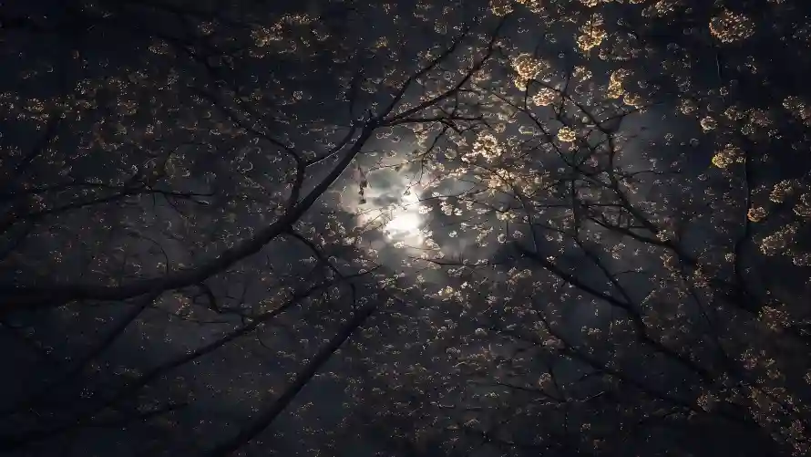 3k光影壁纸-夜晚 - 夜色-月光「哲风壁纸」