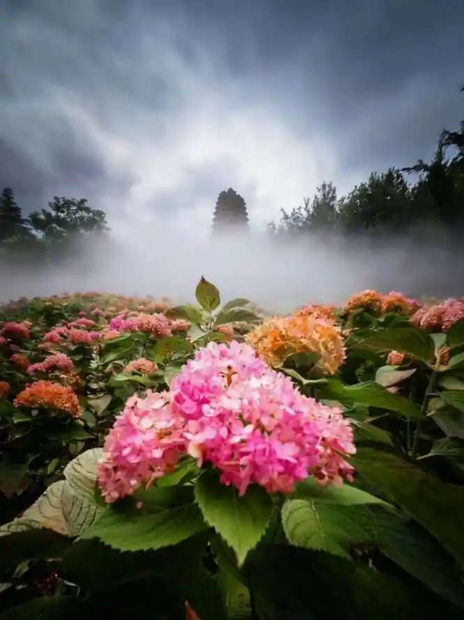 4k城市壁纸 - 植物 - 绿植 - 花卉「哲风壁纸」