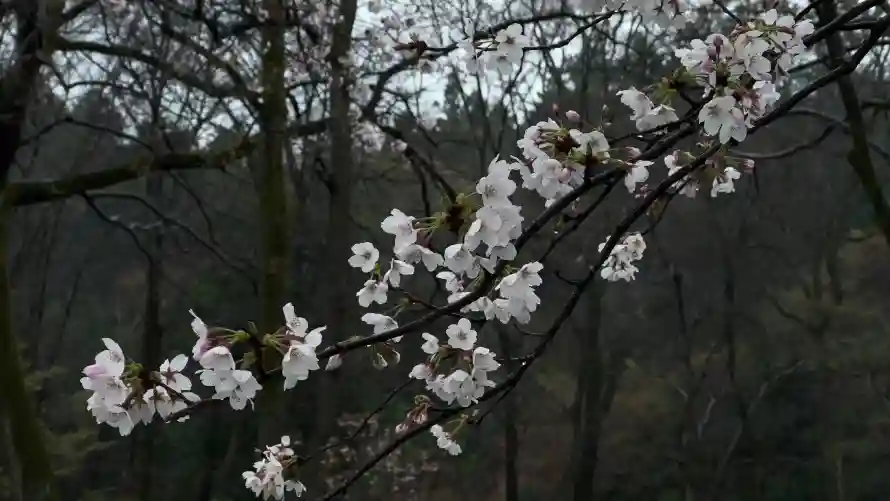 4k国风壁纸-意境 - 枝头-枝条「哲风壁纸」