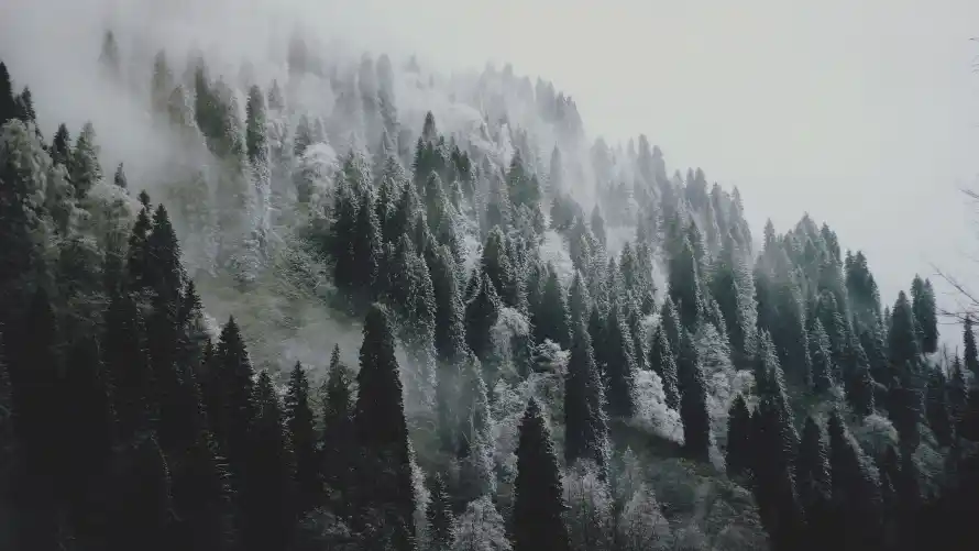4k冬季壁纸-雪 - 寂静-山林「哲风壁纸」