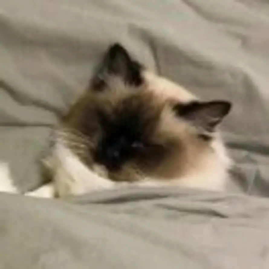 K的头像