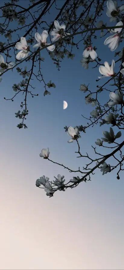 4k夜晚壁纸 - 夜空 - 月亮 - 树枝「哲风壁纸」