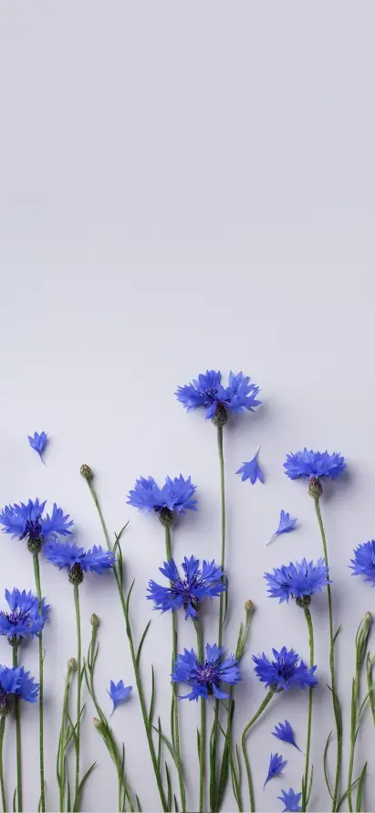 4k壁纸壁纸 - 手机 - 插花 - 植物「哲风壁纸」