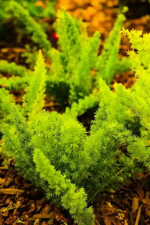4k园艺壁纸 - 花 - 土壤 - 植物「哲风壁纸」