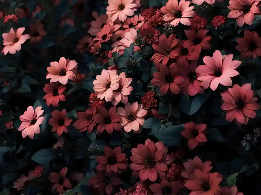 2k壁纸壁纸-植物 - 电脑-花卉「哲风壁纸」