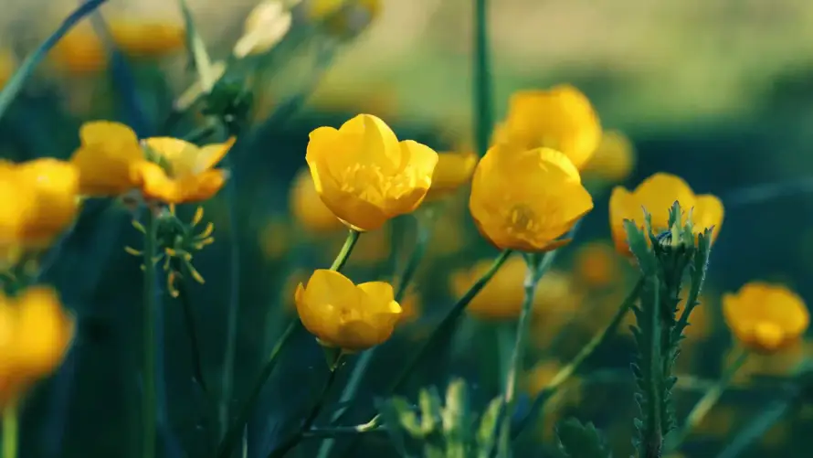 4k动态壁纸-花 - 户外-春天「哲风壁纸」