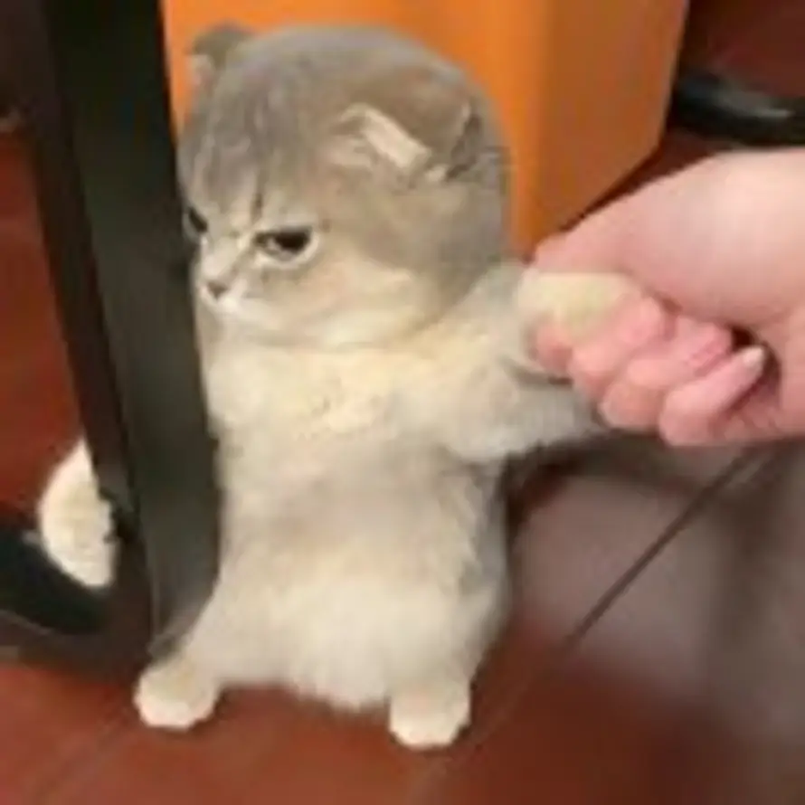 (๑`･ᴗ･´๑)的头像